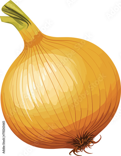 onion vector illustration