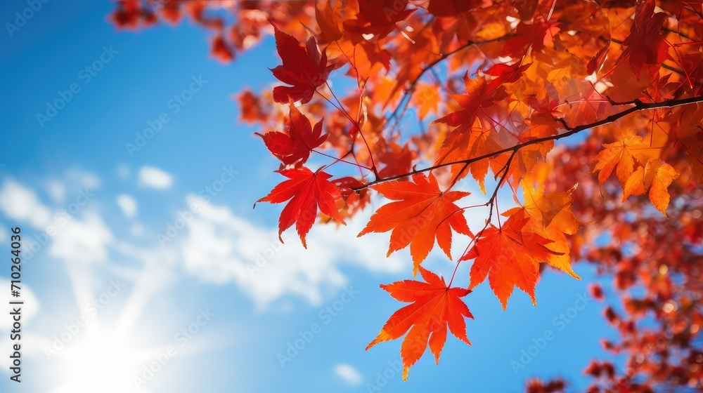leaves maple autumn background illustration foliage colors, nature trees, red orange leaves maple autumn background leaves maple autumn background illustration foliage colors, nature trees, red orange leaves maple autumn background