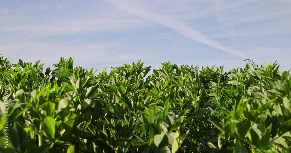 a field with green bean sprouts in the summer, a crop of beans in the field a field with green bean sprouts in the summer, a crop of beans in the field