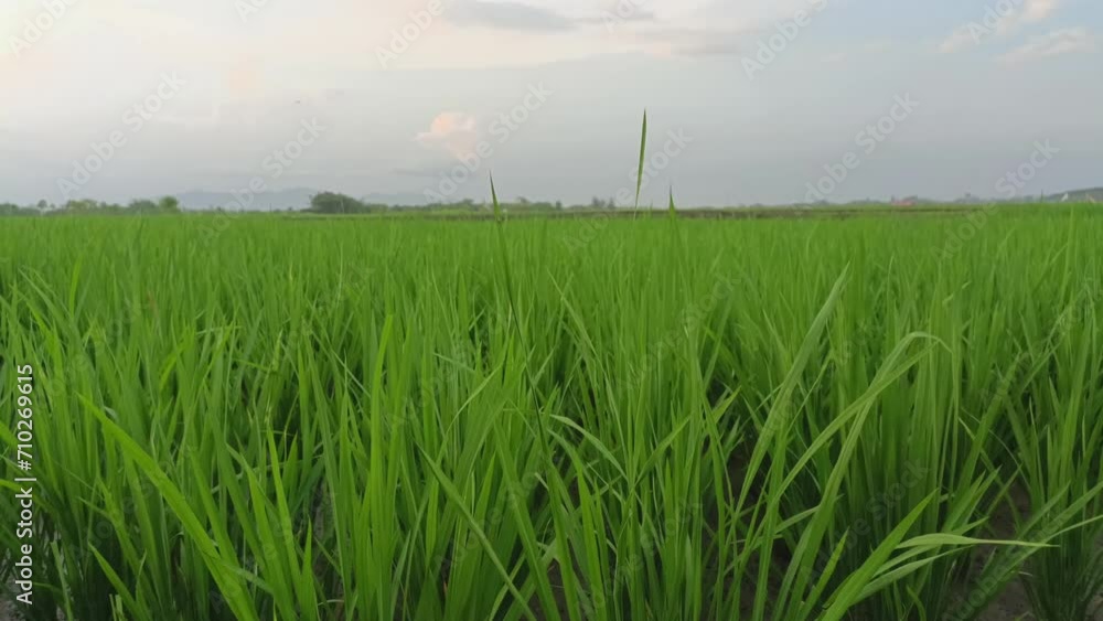 Thriving rice fields with clear skies Thriving rice fields with clear skies