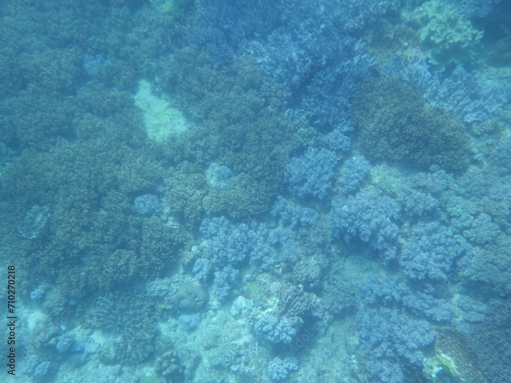 Fototapeta premium 沖縄の海 