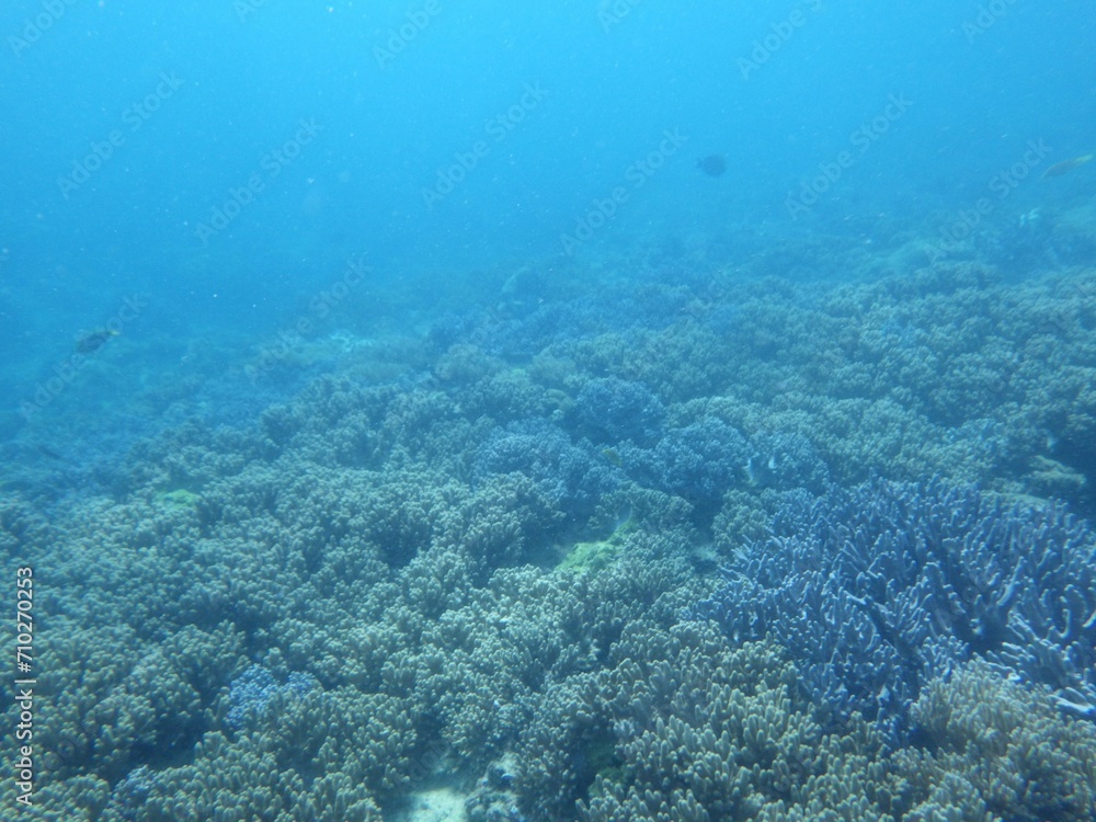 沖縄の海
沖縄の海