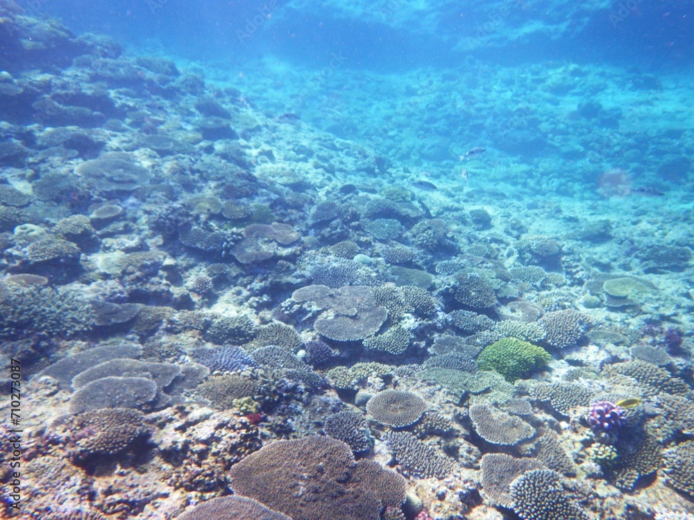 Fototapeta premium 沖縄の海 