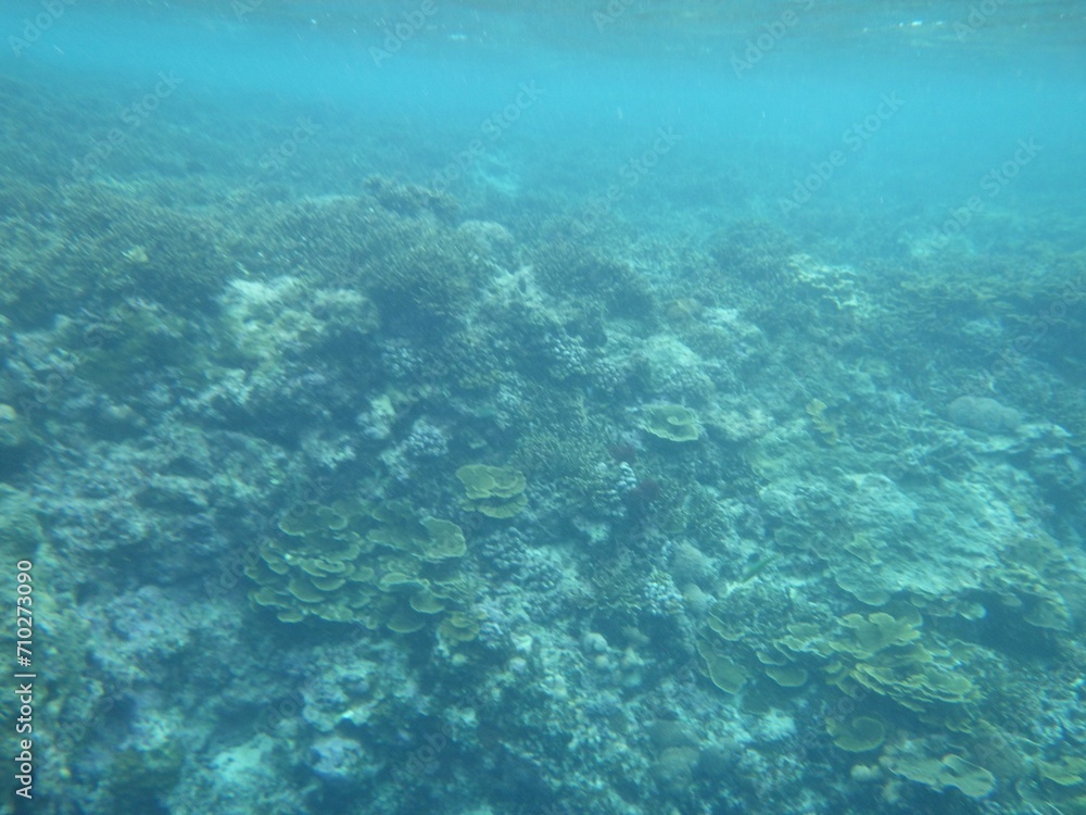 沖縄の海	
