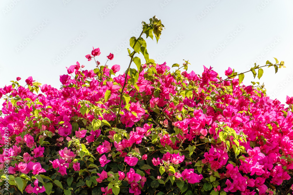 Bougainvillea, Paper flower Bougainvillea hybrida soft focus with blurry background Bougainvillea, Paper flower Bougainvillea hybrida soft focus with blurry background
