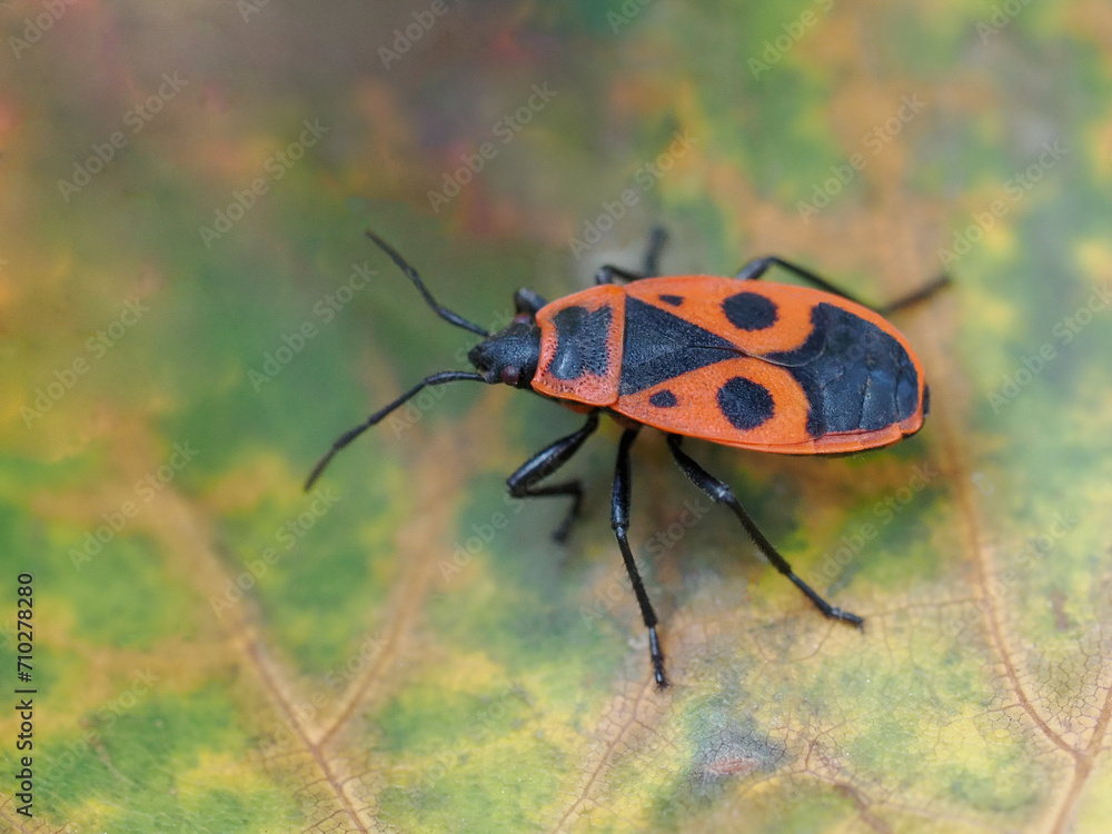 Naklejka premium Wingless blacksmith, two-spotted blacksmith Pyrrhocoris apterus, commonly called - a species of bug from the family Pyrrhocoridae, common in Poland