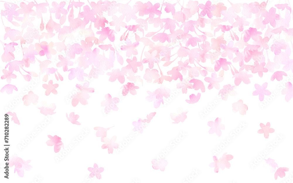 白背景に水彩の桜の花吹雪が舞う。春の水彩イラスト。