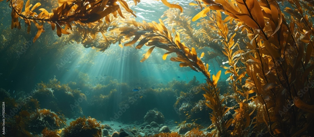 Brown kelp Ecklonia radiata in shallow water forest. - obrazy, fototapety, plakaty 