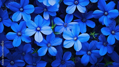 vibrant blue flower background illustration beautiful spring, garden petal, blossom sky vibrant blue flower background © vectorwin
