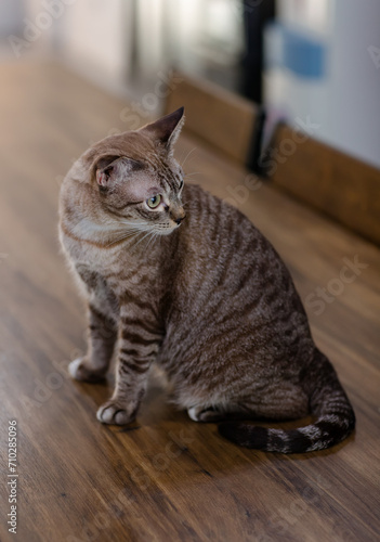 Closeup full body shot of mature purebreed small brown and gray striped kitten cat with blue eyes sitting posing on wooden table