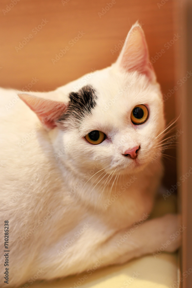 Face of mature loafing white domestic kitten feline shorthair pet cat with black marking and yellow green eyes