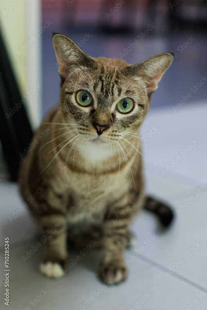 Portrait closeup full body shot of mature loafing brown gray striped tabby domestic kitten feline shorthair pet cat with yellow green eyes sitting posing on tile floor looking at camera inside home
