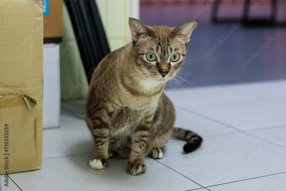 Portrait closeup full body shot of mature loafing brown gray striped tabby domestic kitten feline shorthair pet cat with yellow green eyes sitting posing on tile floor looking at camera inside home