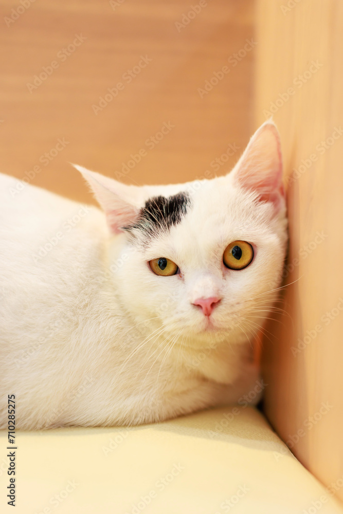 Portrait closeup full body shot mature small domestic white tabby kitten shorthair feline pet cat with yellow eyes laying lying down on cozy sofa couch watching looking at camera.