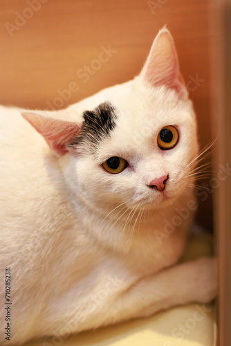 Face of mature loafing white domestic kitten feline shorthair pet cat with black marking and yellow green eyes