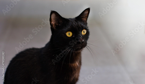 Closeup shot of mature small domestic pure black kitten shorthair pet cat with yellow eyes sitting posing on tile floor looking at camera inside home.