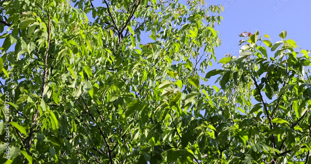 walnut tree branches in the spring season, walnut branches in sunny weather walnut tree branches in the spring season, walnut branches in sunny weather