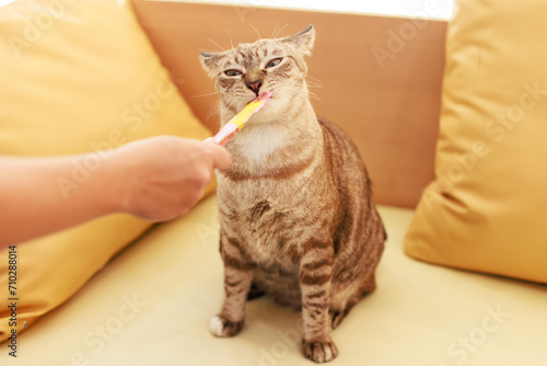 Wallpaper Mural Closeup full body shot of mature purebred small brown and gray striped kitten cat with blue eyes sitting posing on cozy sofa stick tongue out licking feline treat from unrecognizable owner hand Torontodigital.ca
