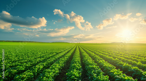 Green Fields Forever: Fresh Farm Crops Stretching Towards Horizon Under Sunlit Sky - Rural Landscape