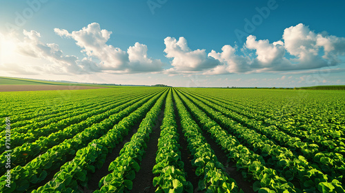 Green Fields Forever  Fresh Farm Crops Stretching Towards Horizon Under Sunlit Sky - Rural Landscape