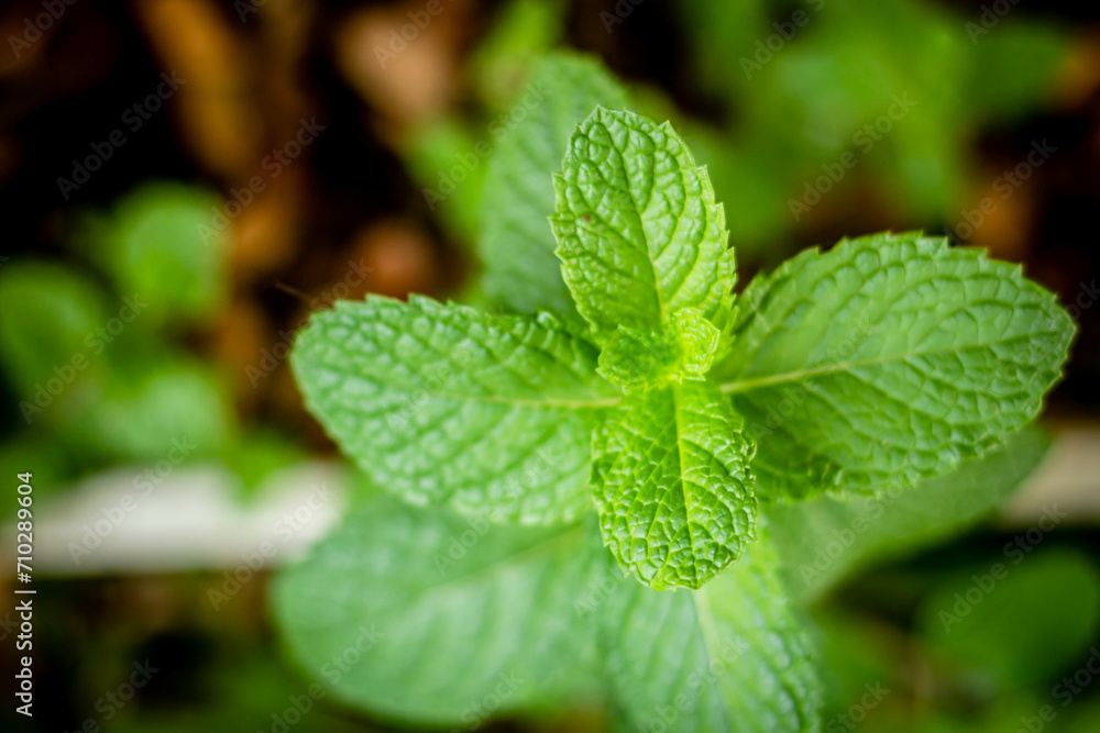 Green mint plants close-up grow in a vegetable garden Green mint plants close-up grow in a vegetable garden