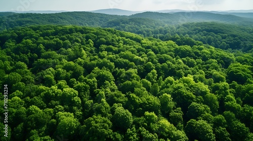 Arial shot of a healthy forest with vibrant foliage , aerial shot, healthy forest, vibrant foliage