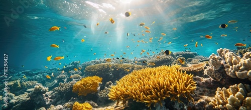 Underwater photography of tropical seascape with yellow corals and swimming fish. photo