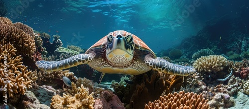 Green sea turtle submerged in coral reef in the waters near Sipadan in the Celebes Sea. photo