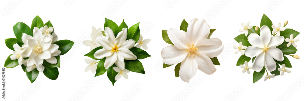 Fototapeta premium Set of jasmine top view isolated on a transparent background