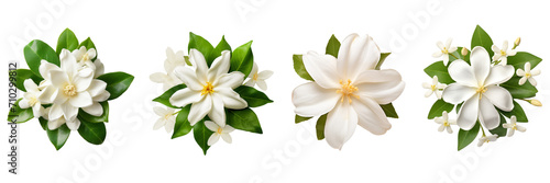 Set of jasmine top view isolated on a transparent background photo