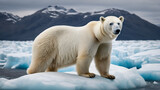 Glacier melting, polar bear homeless