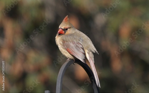 Female Cardinal