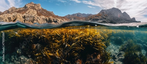 Panel kuchenny z motywem Catalina Island Reef's seaweed