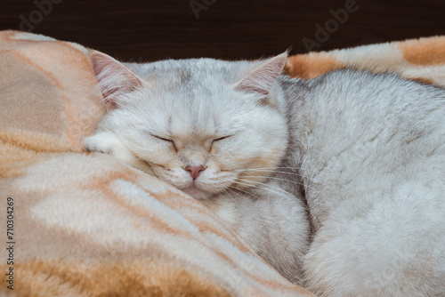 A silvery British breed cat is sleeping in close-up on a bed with its head on a pillow. Pets at home