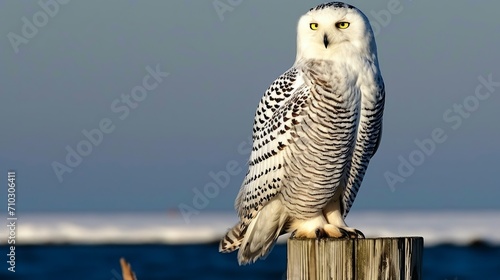 A glowing white owl, the wisest of all owls, fascinating and imposing, sits on top of a wooden post, staring at the viewer. © Duka Mer