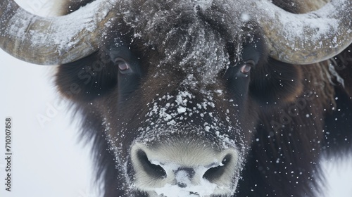 A buffalo, also known as a yak, with the face of an ox, is seen in the snow with a frozen cold stare.