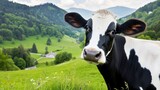 A black and white cow, also known as a bovine, is seen standing on top of a lush green hillside.