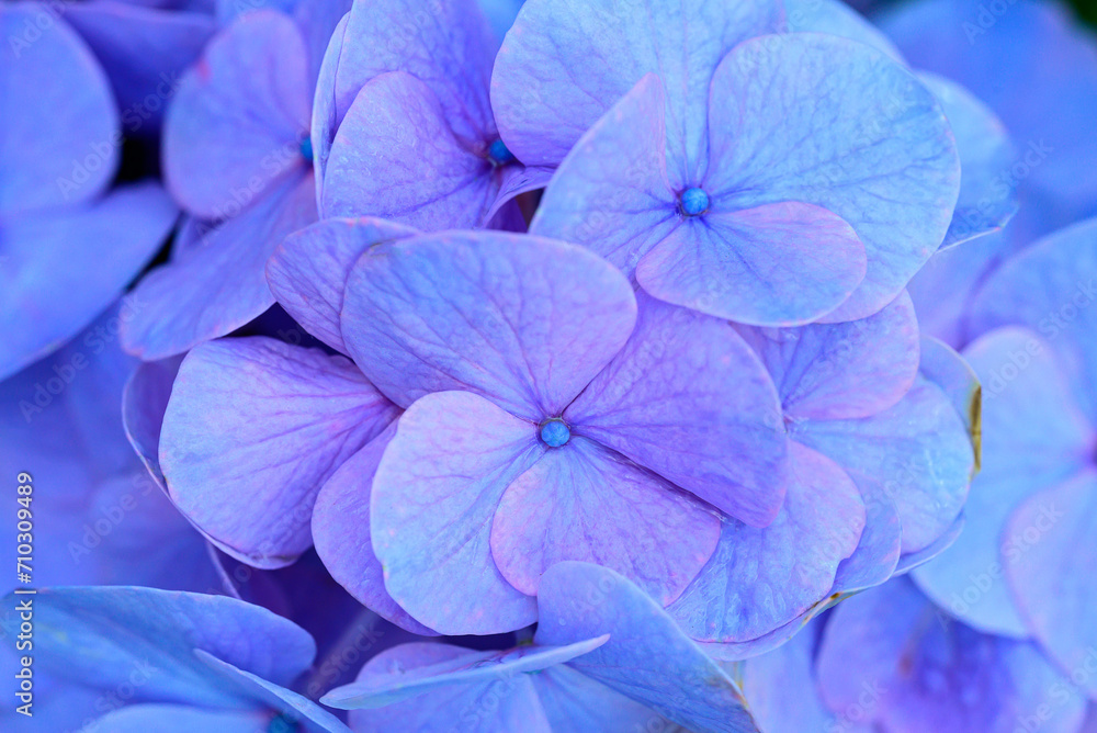 Blue hydrangea flowers blossom, Flowers background Blue hydrangea flowers blossom, Flowers background