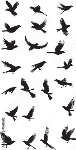 Bird flying silhouette isolated on white background 