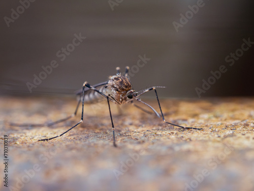 Macro of a mosquito on the edge of a water fountain 