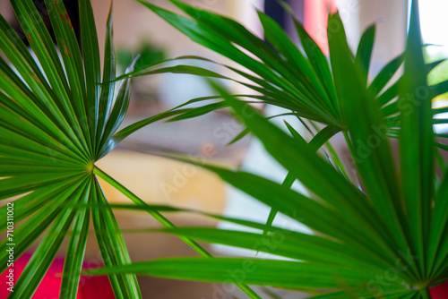 Indoor Palm Fronds