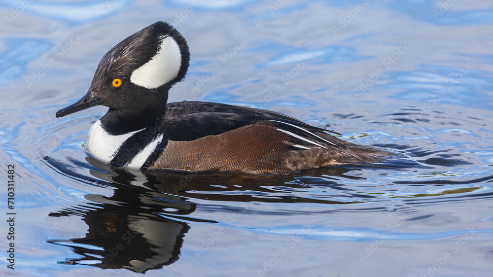 Fototapeta premium Hooded Merganser male adult swimming at Stow Lake, San Francisco.