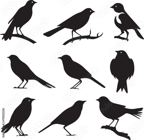 Set of Birds on branch silhouette on white background 