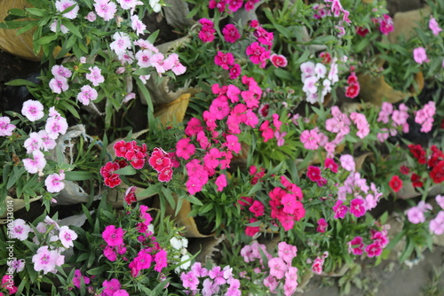 beautiful petunia mix color flower garden
