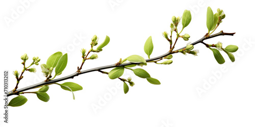 Spring twig with green leaf buds Artificial Intelligence Generative photo