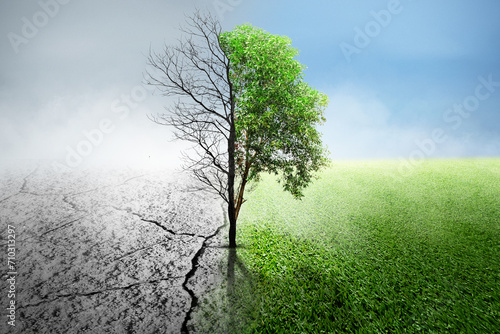 The difference between drought trees to growing trees on the ground with different sky