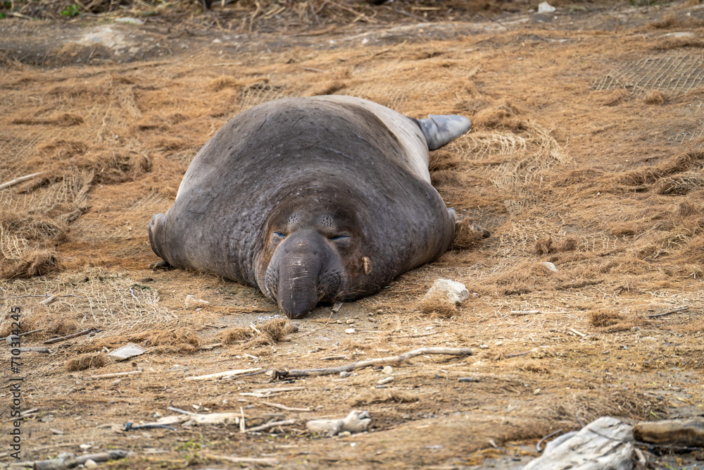 Elephant seal sleeping on the beach, Drakes Beach, California Elephant seal sleeping on the beach, Drakes Beach, California