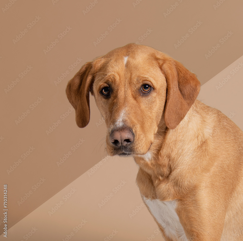  Mixed breed dog with floppy ears looking at camera two tone brown background