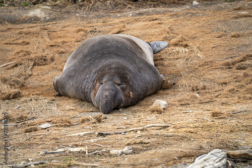 Elephant seal sleeping on the beach, Drakes Beach, California