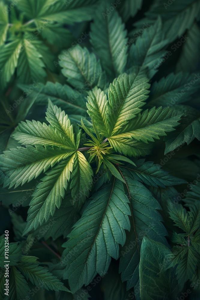 A Captivating Wallpaper of Vibrant Marijuana Plants